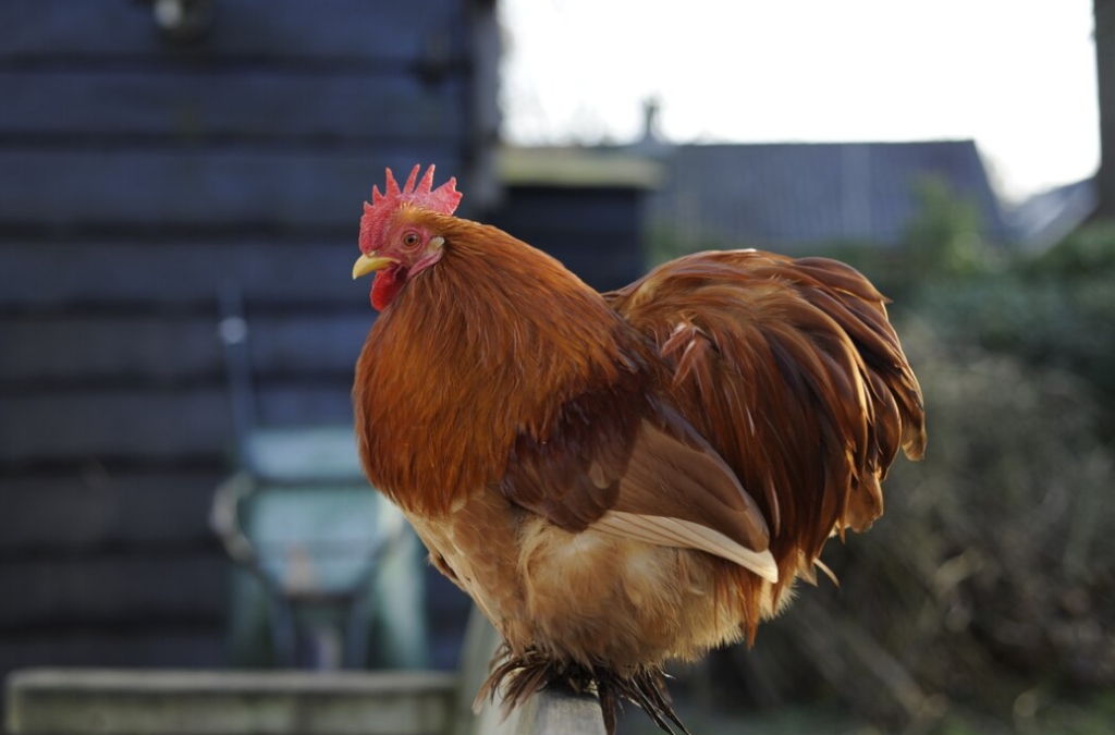 A red rooster stands on a perch in front of the building